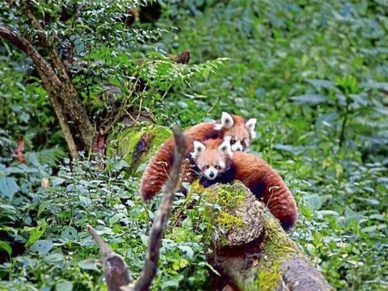 On Verge Of Extinction, Sikkim's Red Pandas Find WWF's Green Push – THE NEW  INDIAN