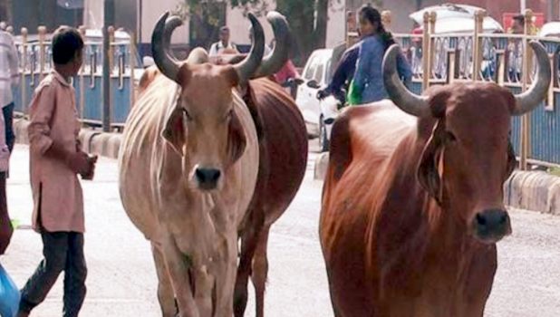 Raj Govt Review Cattle Disease Situation - THE NEW INDIAN