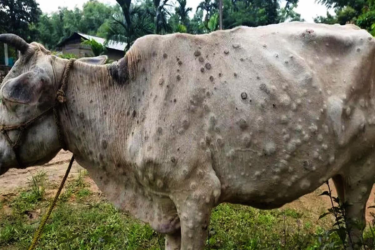 Lumpy Skin Disease: With 23k Cattle Dead, Rajasthan on High Alert - THE NEW  INDIAN