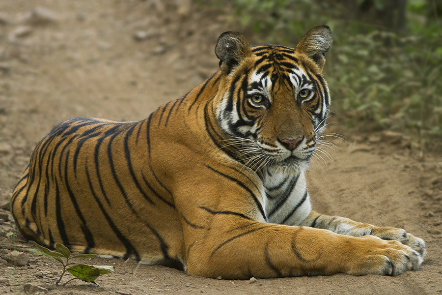 Tiger_from_Ranthanbore_Sawai_Madhopur_Rajasthan_India_12.10.2014