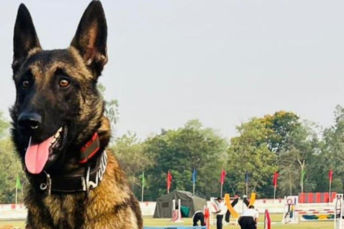 Belgian Malinois named Phantom gave his life in the Battal district of Jammu while hunting terrorists. 