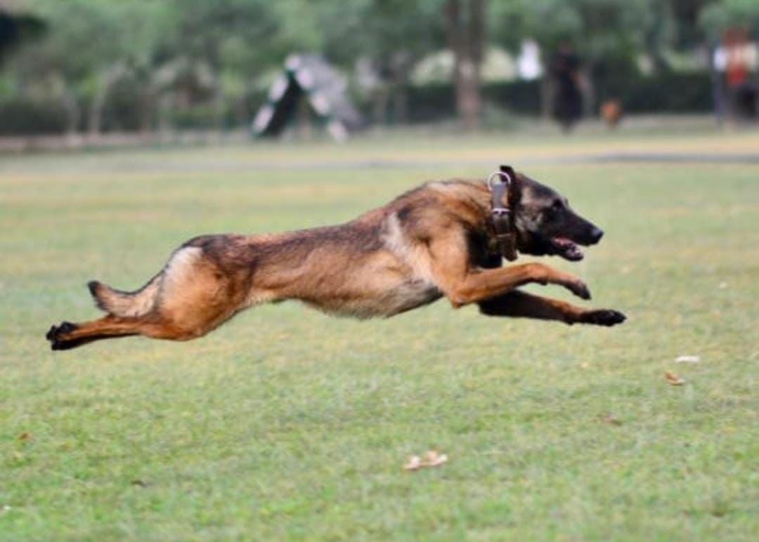 Belgian Malinois named Phantom gave his life in the Battal district of Jammu while hunting terrorists. 